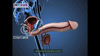 learn about the male and female youzzij reproductive systems 